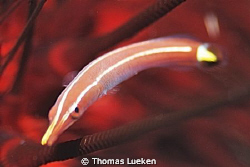 found in Lembeh; d200 by Thomas Lueken 